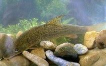 Barbus barbus, Barbel : fisheries, aquaculture, gamefish, aquarium.
